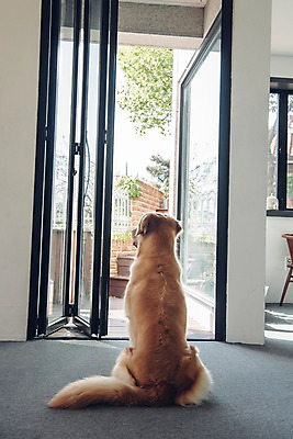 포토 JPG 동물 한마리 응시 창문 실내 앉기 사람없음 반려동물 귀여움 골든리트리버 강아지 동물라이프 반려 국내포토 1 라이프스타일 시선 컨셉 모션 내부 개 리트리버 파일형식