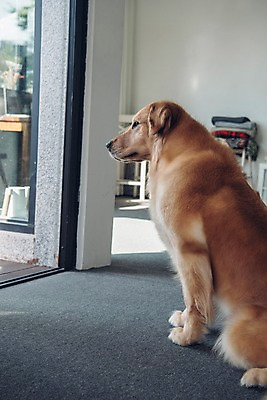 포토 JPG 동물 한마리 응시 실내 앉기 사람없음 반려동물 귀여움 골든리트리버 강아지 동물라이프 반려 국내포토 1 라이프스타일 시선 컨셉 모션 내부 개 리트리버 파일형식