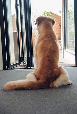 포토 JPG 동물 한마리 응시 창문 실내 앉기 사람없음 반려동물 귀여움 골든리트리버 강아지 동물라이프 반려 국내포토 1 라이프스타일 시선 컨셉 모션 내부 개 리트리버 파일형식