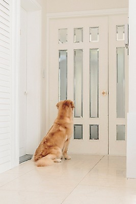 포토 JPG 동물 한마리 응시 실내 사람없음 반려동물 문 귀여움 기다림 골든리트리버 강아지 동물라이프 반려 국내포토 1 라이프스타일 시선 컨셉 모션 내부 개 리트리버 파일형식