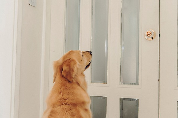 포토 JPG 동물 한마리 응시 실내 앉기 사람없음 반려동물 문 귀여움 기다림 골든리트리버 강아지 동물라이프 반려 국내포토 1 라이프스타일 시선 컨셉 모션 내부 개 리트리버 파일형식