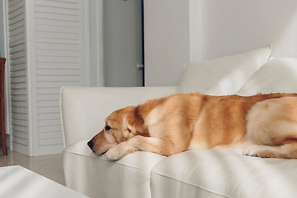 포토 JPG 동물 한마리 실내 사람없음 반려동물 소파 눕기 귀여움 기다림 골든리트리버 강아지 동물라이프 반려 국내포토 1 라이프스타일 컨셉 의자 모션 내부 개 리트리버 파일형식