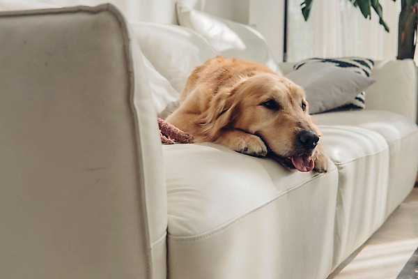 포토 JPG 동물 한마리 응시 쿠션 실내 사람없음 반려동물 눕기 귀여움 기다림 골든리트리버 강아지 동물라이프 반려 소파베드 국내포토 1 라이프스타일 시선 컨셉 모션 내부 소파 개 리트리버 파일형식