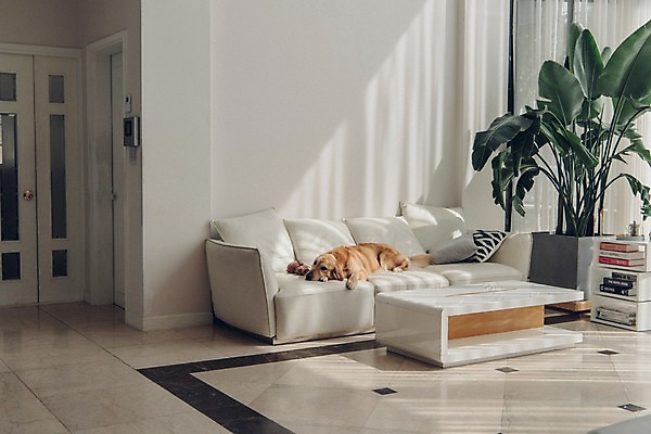 포토 JPG 동물 한마리 응시 쿠션 실내 사람없음 반려동물 소파 눕기 귀여움 기다림 골든리트리버 강아지 동물라이프 반려 국내포토 1 라이프스타일 시선 컨셉 의자 모션 내부 개 리트리버 파일형식