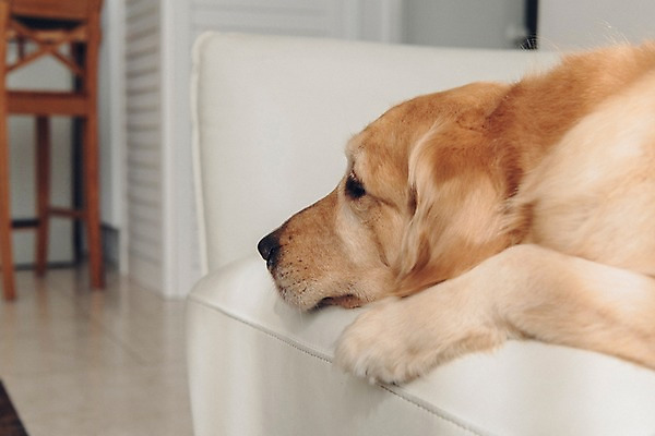 포토 JPG 동물 한마리 응시 실내 사람없음 아웃포커스 반려동물 소파 눕기 귀여움 골든리트리버 강아지 동물라이프 반려 국내포토 1 라이프스타일 시선 컨셉 의자 모션 촬영기법 내부 개 리트리버 파일형식