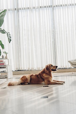 포토 JPG 동물 한마리 응시 창문 실내 사람없음 반려동물 눕기 귀여움 커튼 골든리트리버 강아지 동물라이프 반려 국내포토 1 라이프스타일 시선 컨셉 모션 내부 개 리트리버 파일형식