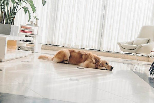 포토 JPG 동물 한마리 응시 의자 실내 사람없음 책 반려동물 눕기 귀여움 커튼 기다림 골든리트리버 강아지 동물라이프 반려 국내포토 1 라이프스타일 시선 가구 컨셉 모션 내부 개 리트리버 파일형식