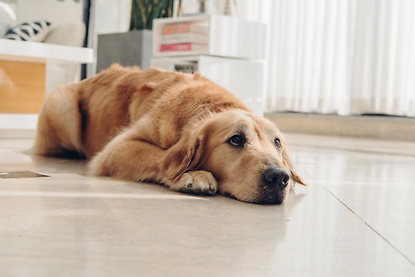 포토 JPG 동물 한마리 응시 책장 실내 사람없음 아웃포커스 반려동물 눕기 귀여움 커튼 골든리트리버 강아지 동물라이프 반려 국내포토 1 라이프스타일 시선 가구 컨셉 모션 촬영기법 내부 개 리트리버 파일형식