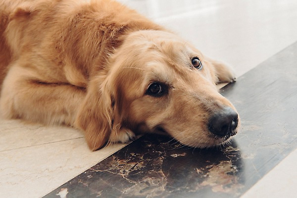 포토 JPG 동물 한마리 응시 실내 사람없음 반려동물 눕기 귀여움 골든리트리버 강아지 대리석 동물라이프 반려 국내포토 1 라이프스타일 시선 컨셉 재료 모션 내부 개 리트리버 파일형식