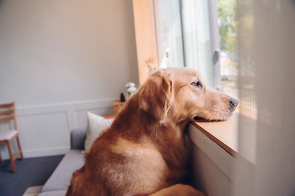 포토 JPG 동물 한마리 응시 창문 실내 사람없음 반려동물 소파 귀여움 기다림 골든리트리버 강아지 동물라이프 반려 국내포토 1 라이프스타일 시선 컨셉 의자 모션 내부 개 리트리버 파일형식