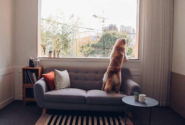 포토 JPG 동물 한마리 응시 쿠션 창문 책장 실내 서기 사람없음 반려동물 소파 귀여움 커튼 골든리트리버 강아지 동물라이프 반려 국내포토 1 라이프스타일 시선 가구 컨셉 의자 모션 내부 개 리트리버 파일형식