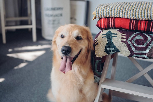 포토 JPG 동물 한마리 실내 앉기 사람없음 아웃포커스 반려동물 귀여움 골든리트리버 강아지 담요 동물라이프 반려 국내포토 1 라이프스타일 컨셉 모션 촬영기법 내부 개 리트리버 파일형식