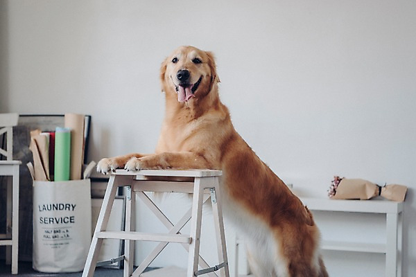 포토 JPG 동물 한마리 사다리 실내 서기 사람없음 아웃포커스 반려동물 귀여움 기댐 골든리트리버 강아지 동물라이프 반려 국내포토 1 라이프스타일 컨셉 모션 촬영기법 내부 도구 개 리트리버 파일형식