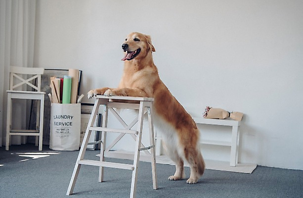 포토 JPG 동물 한마리 종이 꽃다발 사다리 실내 서기 사람없음 반려동물 귀여움 기댐 골든리트리버 강아지 동물라이프 반려 국내포토 1 라이프스타일 꽃 컨셉 모션 내부 도구 개 리트리버 파일형식