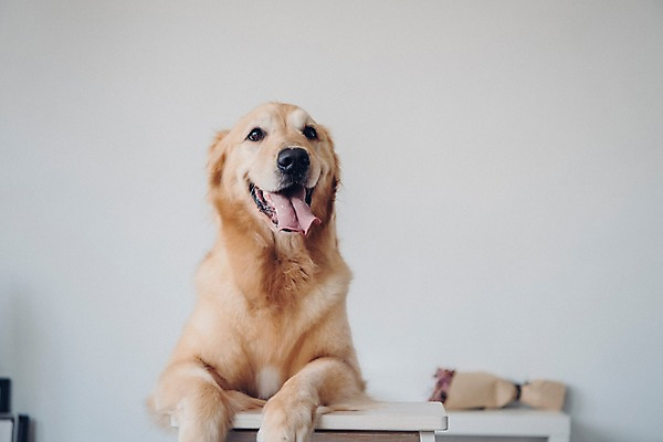 포토 JPG 동물 한마리 실내 서기 사람없음 아웃포커스 반려동물 귀여움 기댐 골든리트리버 강아지 동물라이프 반려 국내포토 1 라이프스타일 컨셉 모션 촬영기법 내부 개 리트리버 파일형식