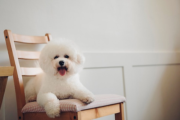 포토 JPG 동물 한마리 의자 실내 앉기 사람없음 반려동물 귀여움 강아지 동물라이프 반려 비숑프리제 국내포토 1 라이프스타일 가구 컨셉 모션 내부 개 파일형식