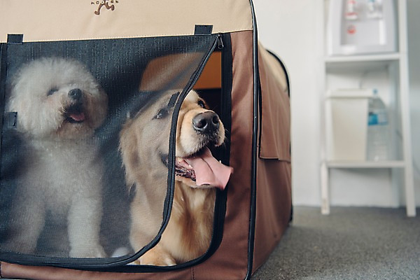 포토 JPG 동물 응시 두마리 선반 실내 사람없음 아웃포커스 반려동물 귀여움 골든리트리버 강아지 동물라이프 반려 이동가방 비숑프리제 국내포토 라이프스타일 시선 가구 컨셉 2 가방 촬영기법 내부 개 리트리버 파일형식 반려용품