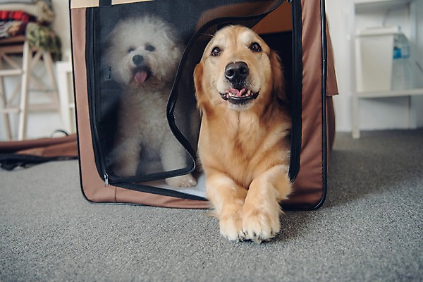 포토 JPG 동물 응시 두마리 선반 실내 사람없음 아웃포커스 반려동물 귀여움 골든리트리버 강아지 동물라이프 반려 이동가방 비숑프리제 국내포토 라이프스타일 시선 가구 컨셉 2 가방 촬영기법 내부 개 리트리버 파일형식 반려용품