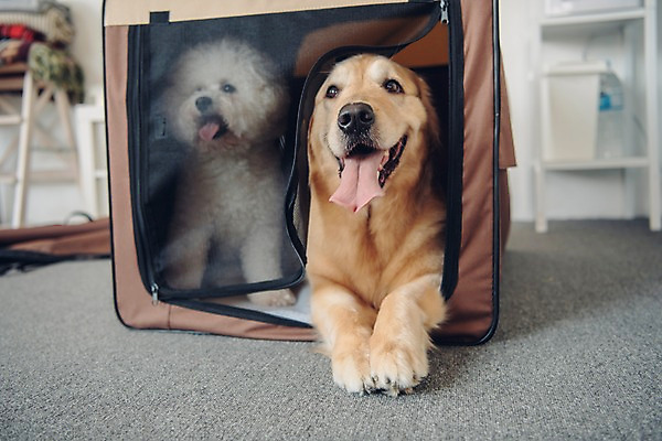 포토 JPG 동물 응시 두마리 선반 실내 사람없음 아웃포커스 반려동물 귀여움 골든리트리버 강아지 동물라이프 반려 이동가방 비숑프리제 국내포토 라이프스타일 시선 가구 컨셉 2 가방 촬영기법 내부 개 리트리버 파일형식 반려용품