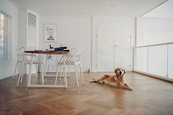 포토 JPG 동물 한마리 엎드리기 의자 실내 사람없음 반려동물 문 귀여움 골든리트리버 강아지 책상 파일 동물라이프 반려 국내포토 1 라이프스타일 가구 컨셉 모션 내부 개 리트리버 파일형식