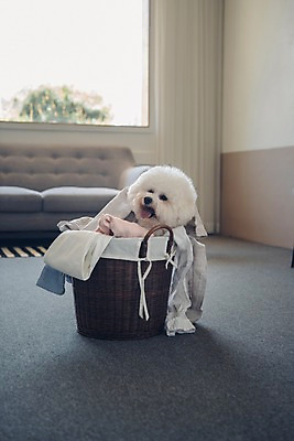 포토 JPG 동물 한마리 응시 창문 실내 사람없음 반려동물 소파 귀여움 강아지 빨래 동물라이프 반려 빨래바구니 비숑프리제 국내포토 1 라이프스타일 시선 컨셉 가사 의자 내부 바구니 개 파일형식