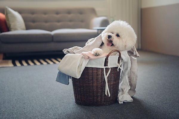 포토 JPG 동물 한마리 응시 실내 사람없음 아웃포커스 반려동물 소파 귀여움 강아지 빨래 동물라이프 반려 빨래바구니 비숑프리제 국내포토 1 라이프스타일 시선 컨셉 가사 의자 촬영기법 내부 바구니 개 파일형식