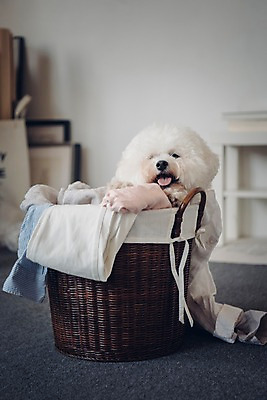 포토 JPG 동물 한마리 액자 실내 사람없음 아웃포커스 반려동물 귀여움 강아지 빨래 동물라이프 반려 빨래바구니 비숑프리제 국내포토 1 라이프스타일 컨셉 가사 촬영기법 내부 바구니 개 파일형식