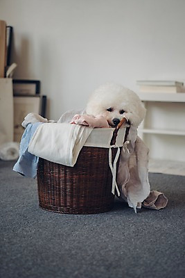 포토 JPG 동물 한마리 액자 책장 실내 사람없음 아웃포커스 반려동물 귀여움 강아지 빨래 동물라이프 반려 빨래바구니 비숑프리제 국내포토 1 라이프스타일 가구 컨셉 가사 촬영기법 내부 바구니 개 파일형식