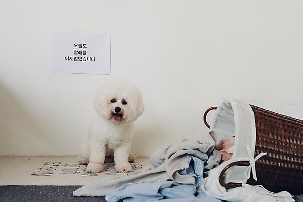 포토 JPG 동물 한마리 장난 실내 앉기 사람없음 반려동물 귀여움 강아지 빨래 동물라이프 반려 빨래바구니 비숑프리제 국내포토 1 라이프스타일 컨셉 가사 모션 내부 바구니 개 파일형식