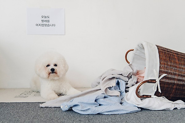 포토 JPG 동물 한마리 장난 실내 사람없음 반려동물 눕기 귀여움 강아지 빨래 동물라이프 반려 빨래바구니 비숑프리제 국내포토 1 라이프스타일 컨셉 가사 모션 내부 바구니 개 파일형식