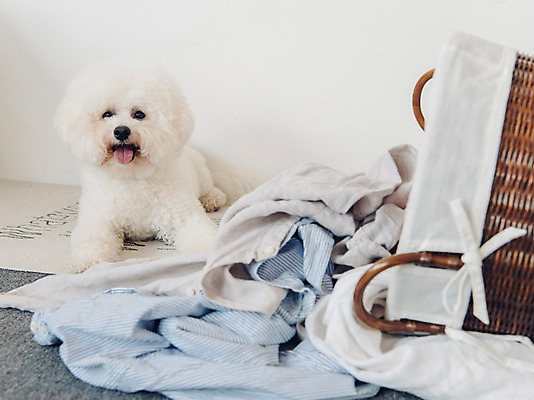 포토 JPG 동물 한마리 실내 사람없음 반려동물 눕기 귀여움 강아지 빨래 동물라이프 반려 빨래바구니 비숑프리제 국내포토 1 라이프스타일 컨셉 가사 모션 내부 바구니 개 파일형식