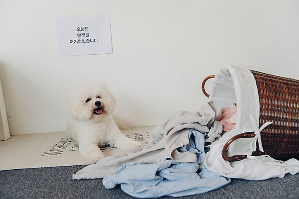 포토 JPG 동물 한마리 장난 실내 사람없음 반려동물 눕기 귀여움 강아지 빨래 동물라이프 반려 빨래바구니 비숑프리제 국내포토 1 라이프스타일 컨셉 가사 모션 내부 바구니 개 파일형식