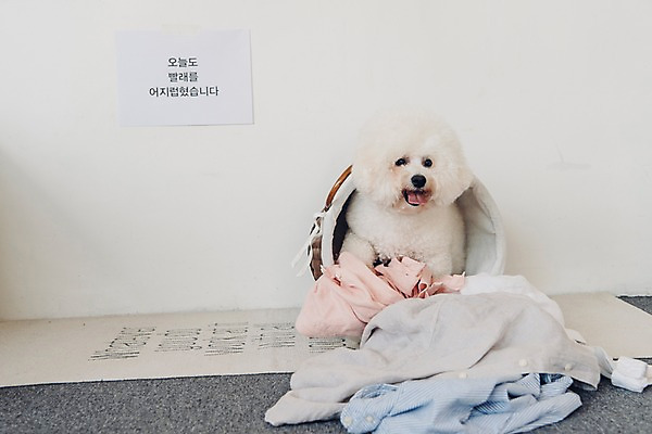 포토 JPG 동물 한마리 장난 실내 앉기 사람없음 반려동물 귀여움 강아지 빨래 동물라이프 반려 빨래바구니 비숑프리제 국내포토 1 라이프스타일 컨셉 가사 모션 내부 바구니 개 파일형식