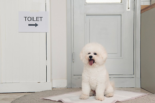 포토 JPG 동물 한마리 응시 실내 앉기 사람없음 반려동물 문 귀여움 강아지 화장실 동물라이프 반려 비숑프리제 배변패드 국내포토 반려용품 1 라이프스타일 시선 컨셉 모션 내부 개 오브젝트 파일형식