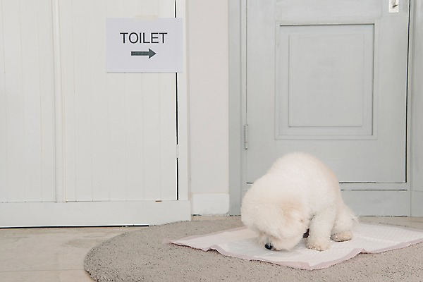 포토 JPG 동물 한마리 실내 앉기 사람없음 반려동물 문 귀여움 강아지 화장실 냄새 동물라이프 반려 비숑프리제 배변패드 국내포토 반려용품 1 라이프스타일 컨셉 모션 내부 개 오브젝트 파일형식