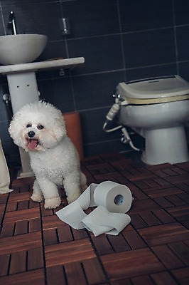 포토 JPG 동물 한마리 응시 실내 앉기 사람없음 반려동물 귀여움 강아지 화장실 변기 동물라이프 반려 휴지걸이 비숑프리제 국내포토 1 라이프스타일 시선 컨셉 모션 내부 개 걸이 파일형식