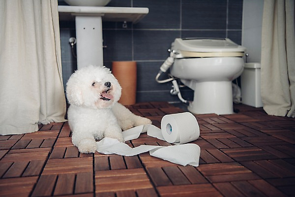 포토 JPG 동물 한마리 응시 실내 사람없음 반려동물 눕기 귀여움 강아지 화장실 변기 동물라이프 두루마리화장지 반려 비숑프리제 국내포토 1 라이프스타일 시선 컨셉 모션 내부 화장지 개 파일형식