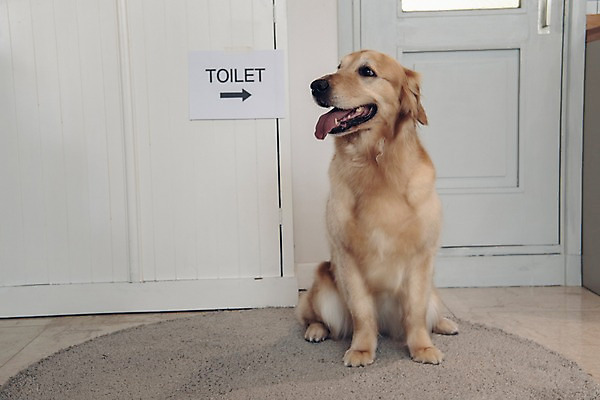 포토 JPG 동물 한마리 응시 실내 앉기 사람없음 반려동물 문 귀여움 카펫 골든리트리버 강아지 화장실 동물라이프 반려 국내포토 1 라이프스타일 시선 컨셉 모션 내부 개 리트리버 파일형식
