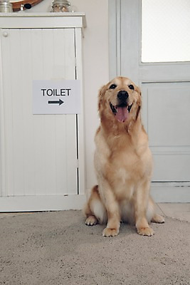 포토 JPG 동물 한마리 실내 앉기 사람없음 반려동물 문 귀여움 카펫 골든리트리버 강아지 화장실 동물라이프 반려 국내포토 1 라이프스타일 컨셉 모션 내부 개 리트리버 파일형식