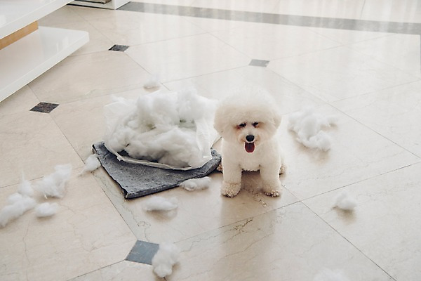 포토 JPG 동물 한마리 쿠션 장난 실내 사람없음 반려동물 귀여움 강아지 솜 동물라이프 반려 비숑프리제 국내포토 1 라이프스타일 컨셉 내부 개 파일형식