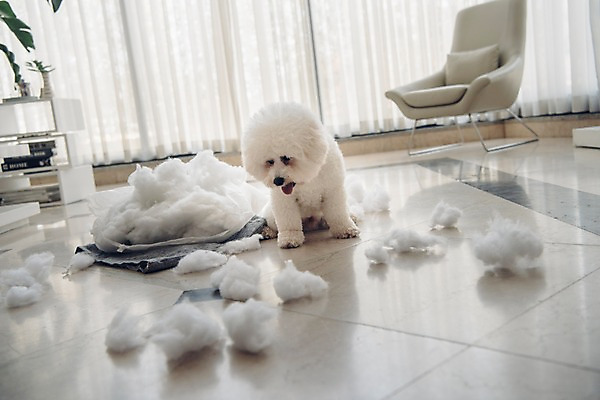 포토 JPG 동물 한마리 쿠션 의자 장난 실내 사람없음 아웃포커스 반려동물 귀여움 강아지 솜 동물라이프 반려 비숑프리제 국내포토 1 라이프스타일 가구 컨셉 촬영기법 내부 개 파일형식