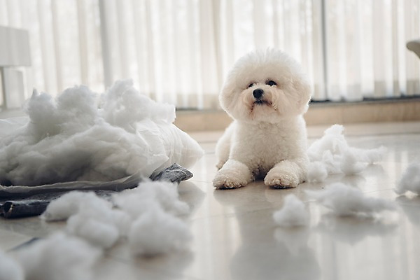 포토 JPG 동물 한마리 쿠션 장난 실내 사람없음 아웃포커스 반려동물 눕기 귀여움 강아지 솜 동물라이프 반려 비숑프리제 국내포토 1 라이프스타일 컨셉 모션 촬영기법 내부 개 파일형식