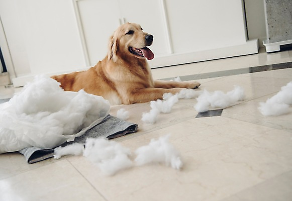 포토 JPG 동물 한마리 응시 쿠션 장난 실내 사람없음 반려동물 눕기 귀여움 골든리트리버 강아지 솜 동물라이프 반려 국내포토 1 라이프스타일 시선 컨셉 모션 내부 개 리트리버 파일형식