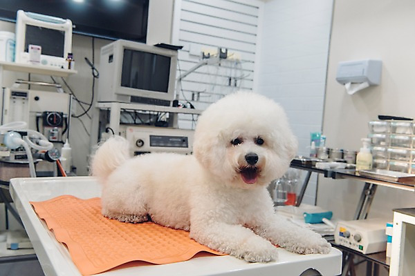 포토 JPG 동물 한마리 의료기기 실내 사람없음 아웃포커스 반려동물 눕기 귀여움 진료 강아지 동물병원 건강검진 동물라이프 반려 비숑프리제 국내포토 1 라이프스타일 컨셉 의학 모션 촬영기법 병원 내부 개 검사_조사 파일형식