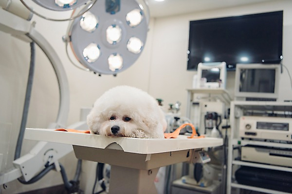 포토 JPG 동물 한마리 의료기기 실내 사람없음 아웃포커스 반려동물 눕기 귀여움 진료 강아지 동물병원 건강검진 동물라이프 반려 시무룩 비숑프리제 국내포토 1 라이프스타일 컨셉 의학 모션 촬영기법 표정 병원 내부 개 검사_조사 파일형식