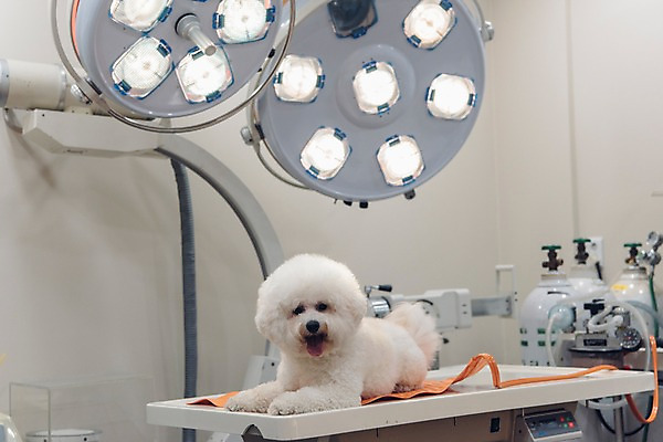 포토 JPG 동물 한마리 의료기기 실내 사람없음 아웃포커스 반려동물 눕기 귀여움 진료 강아지 동물병원 건강검진 동물라이프 반려 비숑프리제 국내포토 1 라이프스타일 컨셉 의학 모션 촬영기법 병원 내부 개 검사_조사 파일형식