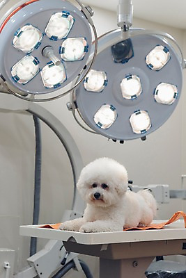 포토 JPG 동물 한마리 의료기기 실내 사람없음 아웃포커스 반려동물 눕기 귀여움 진료 강아지 동물병원 건강검진 동물라이프 반려 비숑프리제 국내포토 1 라이프스타일 컨셉 의학 모션 촬영기법 병원 내부 개 검사_조사 파일형식