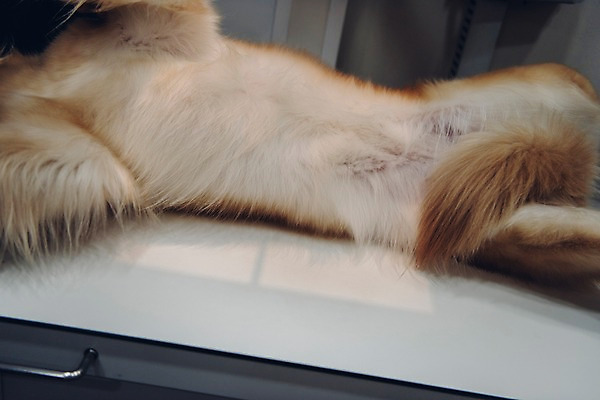 포토 JPG 동물 한마리 털 실내 사람없음 아웃포커스 반려동물 진료 골든리트리버 강아지 동물병원 건강검진 동물라이프 반려 국내포토 1 라이프스타일 의학 촬영기법 병원 내부 개 리트리버 검사_조사 파일형식