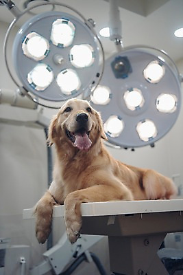 포토 JPG 동물 한마리 응시 의료기기 실내 사람없음 아웃포커스 반려동물 눕기 귀여움 진료 골든리트리버 강아지 동물병원 건강검진 동물라이프 반려 국내포토 1 라이프스타일 시선 컨셉 의학 모션 촬영기법 병원 내부 개 리트리버 검사_조사 파일형식