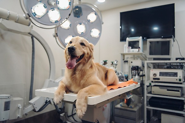 포토 JPG 동물 한마리 의료기기 실내 사람없음 아웃포커스 반려동물 눕기 귀여움 진료 골든리트리버 강아지 동물병원 건강검진 동물라이프 반려 국내포토 1 라이프스타일 컨셉 의학 모션 촬영기법 병원 내부 개 리트리버 검사_조사 파일형식